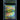 פיקאצ'ו ex RR — קלף פוקימון מדורג BGS 9.5 | TCG Israel