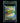 פיקאצ'ו ex RR — קלף פוקימון מדורג BGS 9.5 | TCG Israel