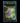 מיו ex UR — קלף פוקימון מדורג BGS 9.5 | TCG Israel